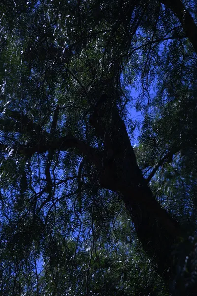 DSC_0715 (Large).JPG